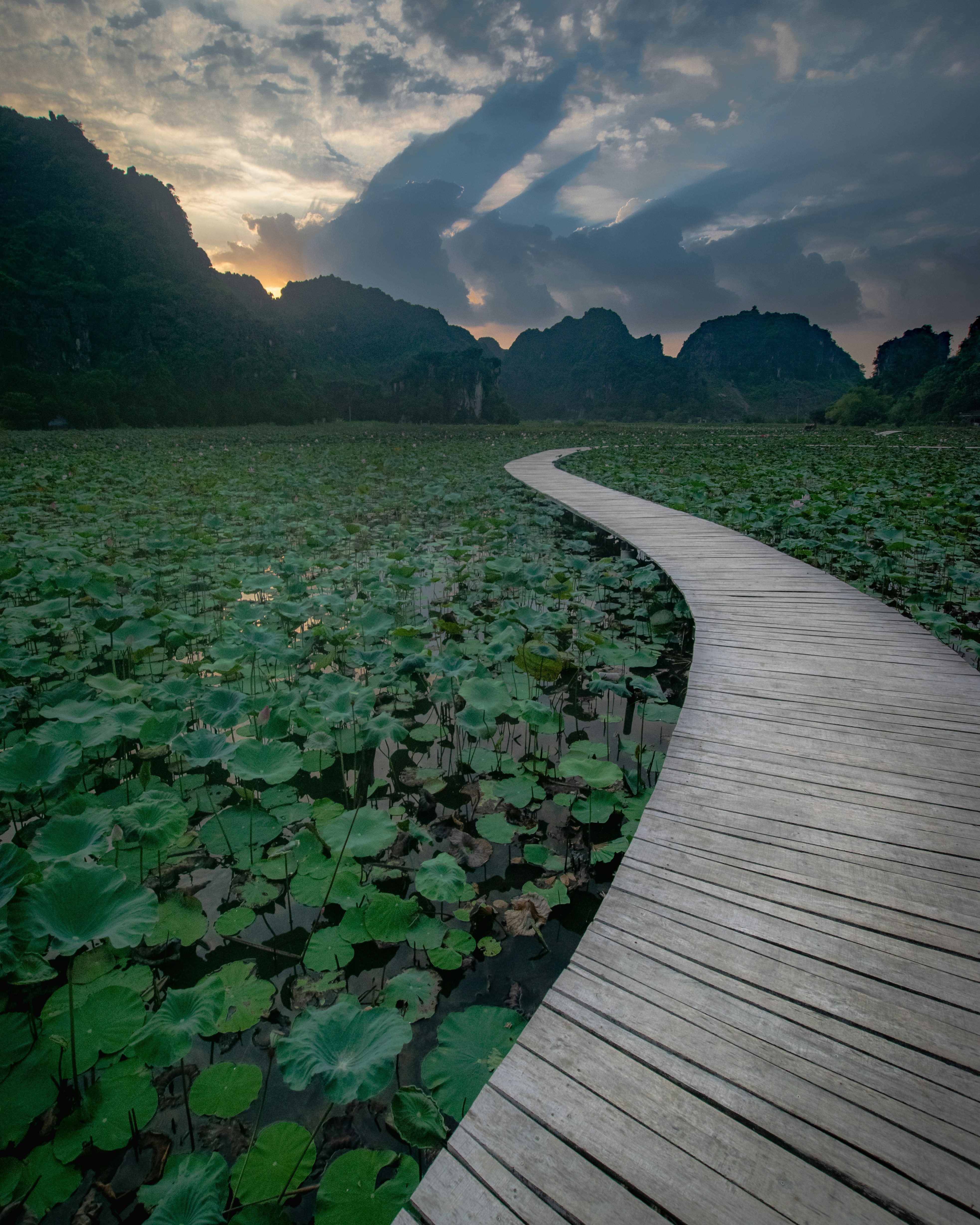 A wooden walkway through a marsh.