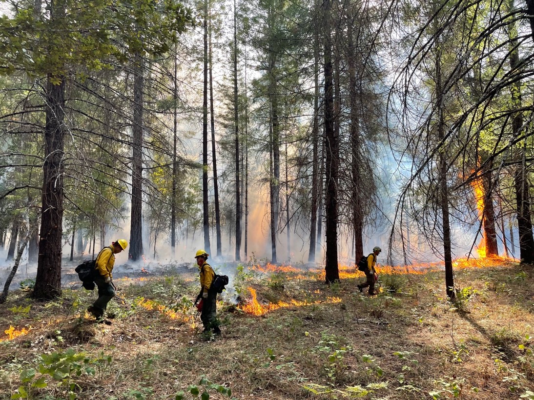 3 fire practitioners from the Karuk-1 crew conducting a prescribed burn in a California forest. October 2021. Karuk territory. Photo by Bruno Seraphin. 