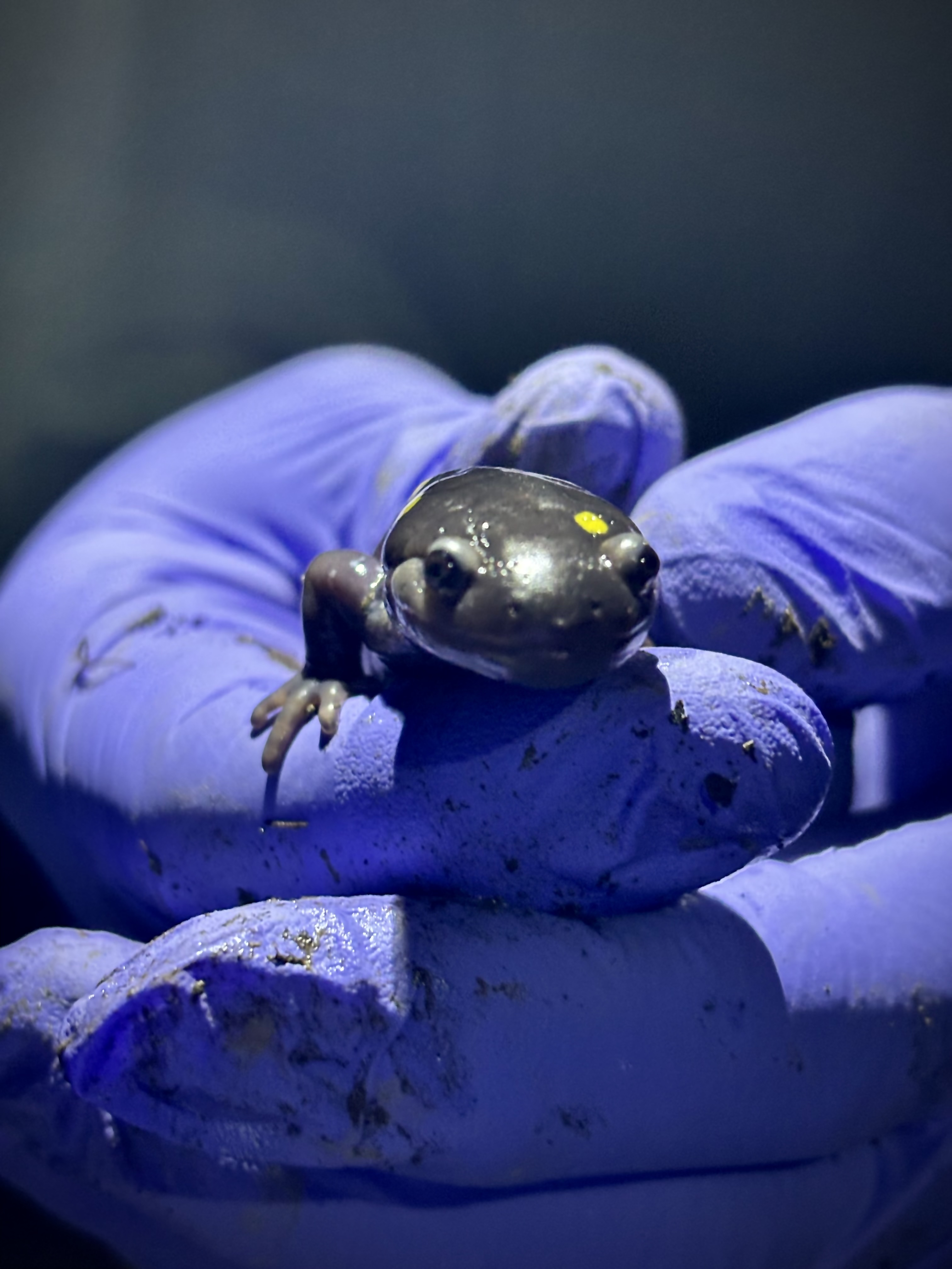 Gloved hands hold a spotted salamander.