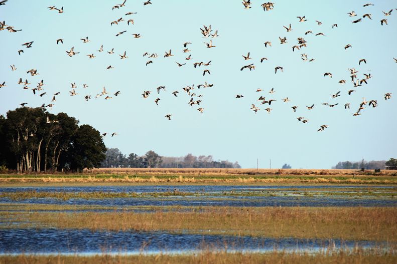 Ducks in wetlands