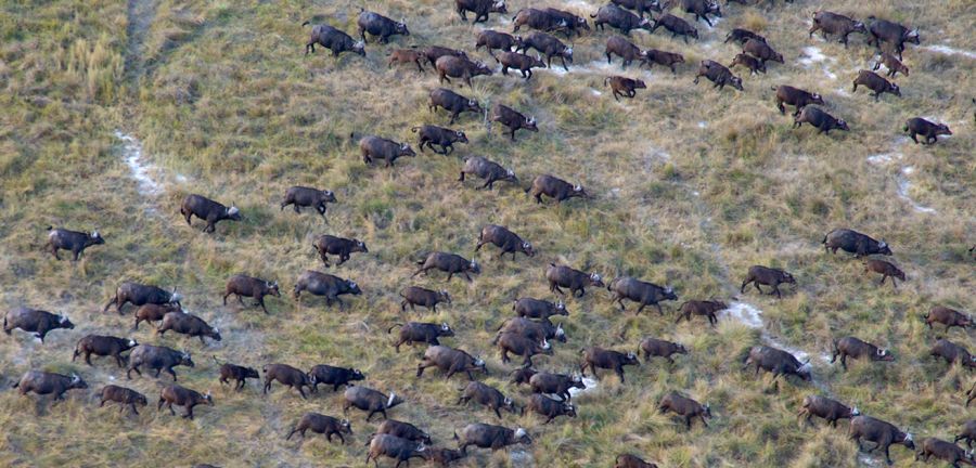 Wild buffalo in the Luiana Partial Reserve in Angola.