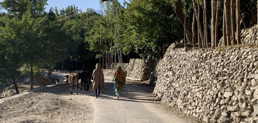 Women with cattle walk along a dirt road.