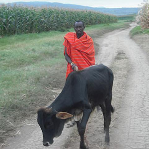 African man walking with cow