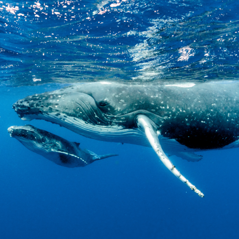 Mother and baby whale in the ocean