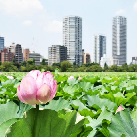 A pink and white lotus floats in the foreground with skyscrapers in distance