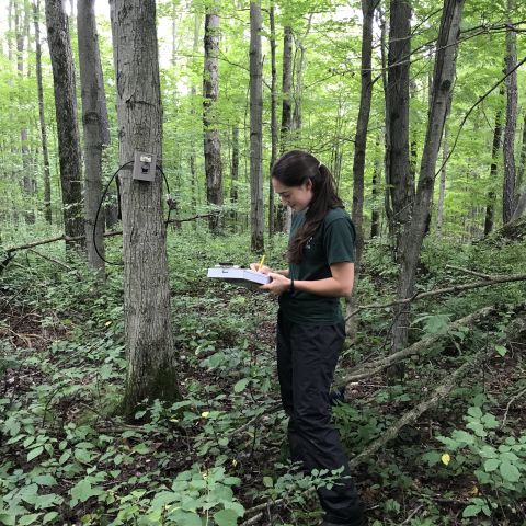 Anna Ulmann ’21 standing in forest with clipboard (black bear population modeling in New York State)