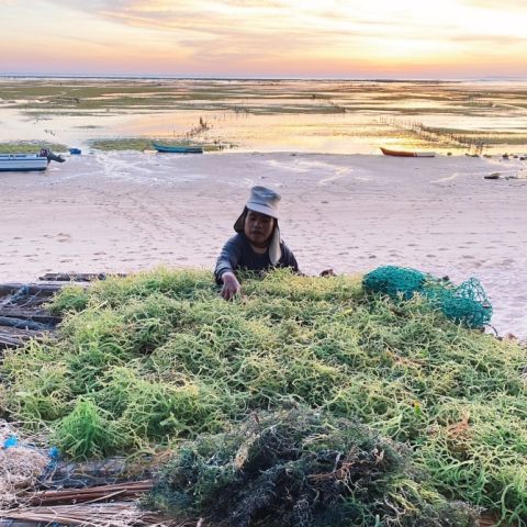 Seaweed climate mitigation woman in SE Asia on beach