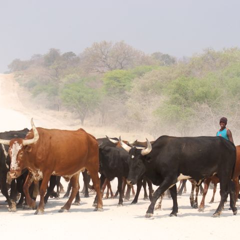 A beef cattle farmer and his herd in the Zambezi region, Namibia.