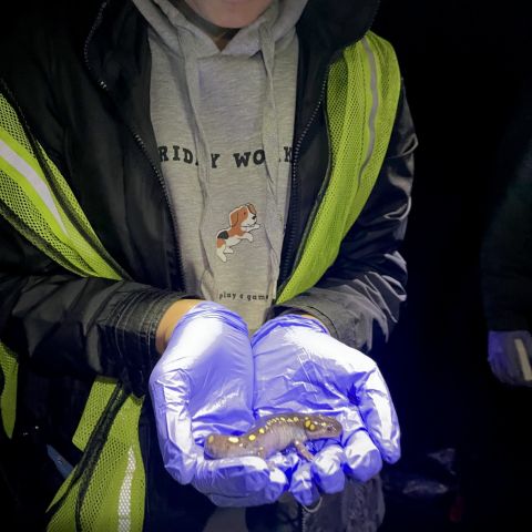 Trisha Bhujle holds a salamander in her hands.