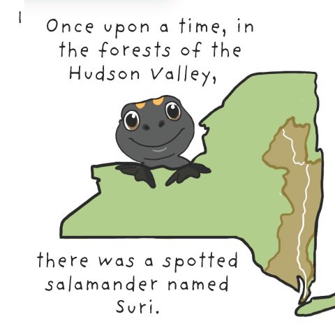 Book page: "Once upon a time, in the forests of the Hudson Valley, there was a spotted salamander named Suri."