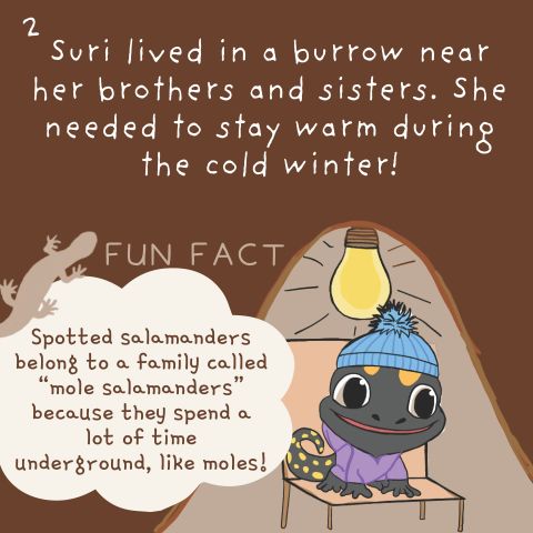 Book page: "Suri lived in a burrow near her brothers and sisters. She needed to stay warm during the cold winter! Fun fact: Spotted salamanders belong to a family called 'mole salamanders' because they spend a lot of time underground, like moles!"