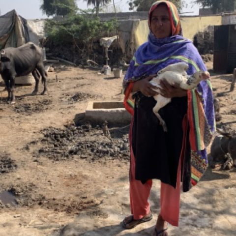 A Pakistani woman holds a chicken.
