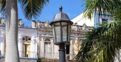 Street light palm trees