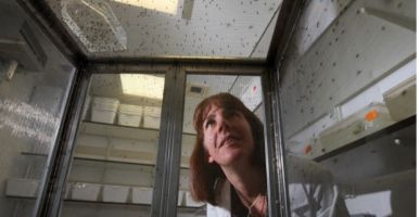 Sarah Reece looking at mosquitoes. 